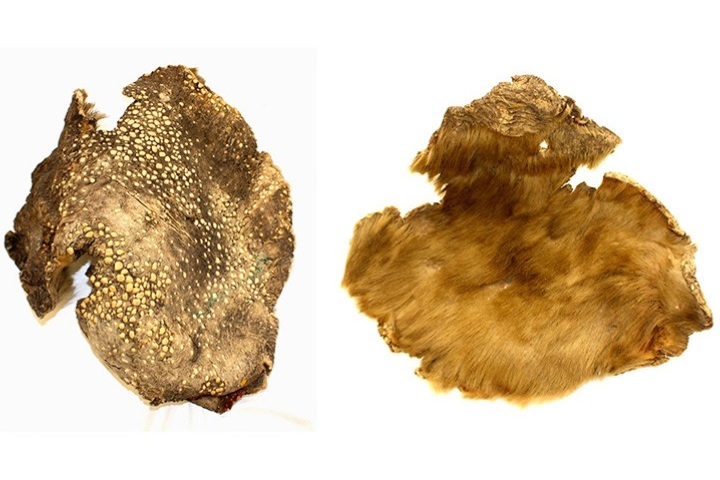 3. Pedazos de piel de Milodón en el Museo de Historia Natural de Londres. Foto - Natural History Museum