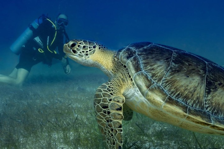 3. Tortuga con buzo. Foto - Travel Belize (Facebook)
