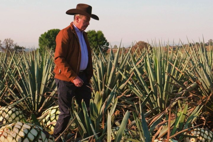 6. Campo agavero en Arandas. Foto - @tequilaochomexico (Instagram)