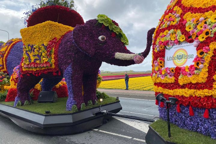 6. Carroza frente a campo de flores. Foto - Bloemencorso Bollenstreek (Facebook)