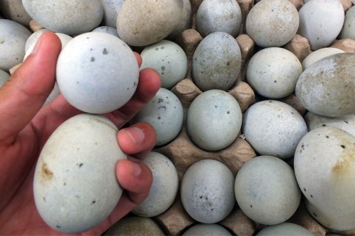 6. Inspeccionando cascaron de huevos centenarios. Foto - 每日頭條