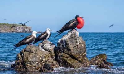 En Isla Isabel, la fragata magnífica sorprende por su vuelo, su singular apariencia y el llamativo ritual de cortejo de los machos.