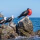 En Isla Isabel, la fragata magnífica sorprende por su vuelo, su singular apariencia y el llamativo ritual de cortejo de los machos.
