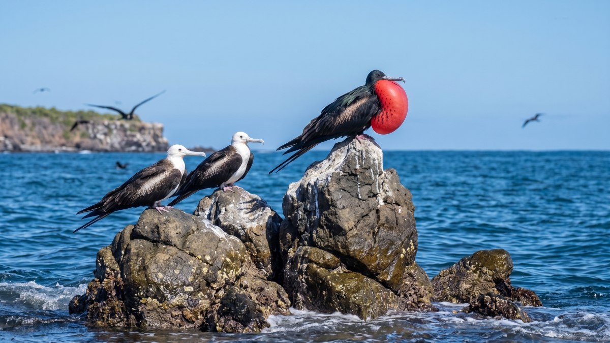 En Isla Isabel, la fragata magnífica sorprende por su vuelo, su singular apariencia y el llamativo ritual de cortejo de los machos.